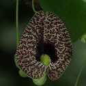 Elegant Dutchman's pipe