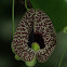 Elegant Dutchman's pipe