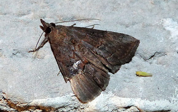 Spotting Image 1
