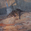 Townsend's Big-eared Bat