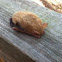 Northern Yellow Bat