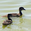 Wood Duck