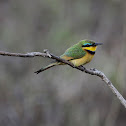 Little Bee-eater