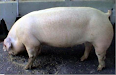 Cerdos De Granja