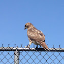 Red tailed hawk