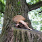 Polyporus squamosus, Dryad's Saddle, 2 of 2
