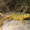 Spiny Tailed Lizard