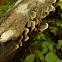 Fungi