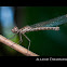 Damselfly