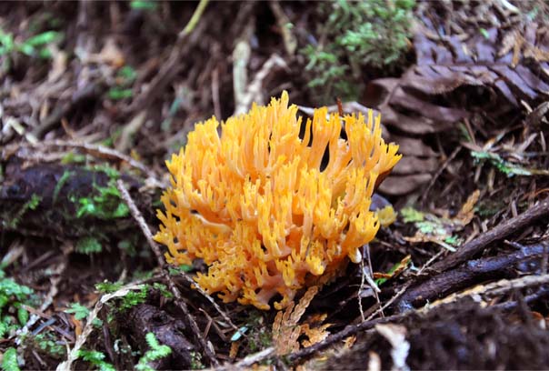 Coral fungi