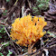 Coral fungi