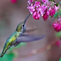 Anna's Hummingbird