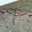 Bent-line carpet moth