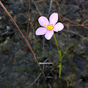 Marsh pink