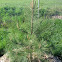 Ponderosa pine