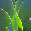 Blue Flame Agave