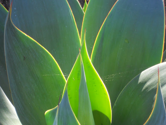 Spotting Image 1