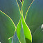 Blue Flame Agave