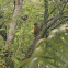 Common Flameback