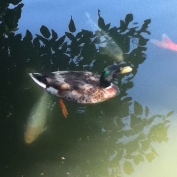 Spotting Image 1