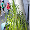 Ponytail Palm