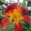 Day Lilly