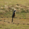 long tailed shrike