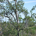 Black mangrove