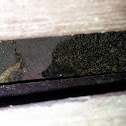 Hedgehog