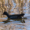 Moorhen; Pollo de Agua