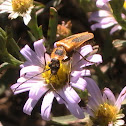 Pennsylvania Leatherwing