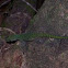 gecko