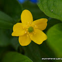 Yellow Wood Anemone