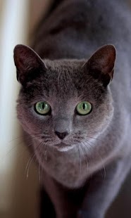 How to get Russian Blue Cat Wallpapers lastet apk for pc