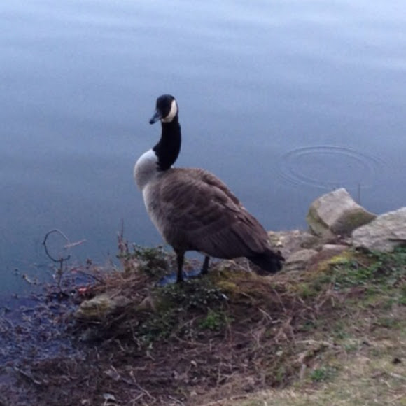 Spotting Image 1