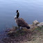 Canada goose