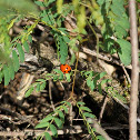 Seven-Spotted Ladybug