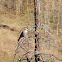 Gray Jay (Whiskey Jack)