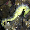 Tigertail seahorse