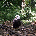 American Bald Eagle