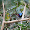 Variegated Fairy Wren