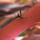 Aussie Bronze Jumper