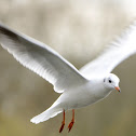Black-Headed Gull