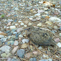 Mourning Dove (juvenile)