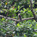 Yellow-headed Caracara