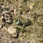 Northern Leopard Frog