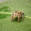 jumping spider