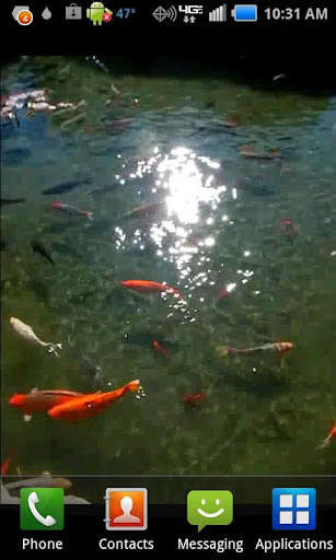 Pond of Fish Donation