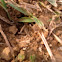Ant