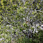 Arizona ash